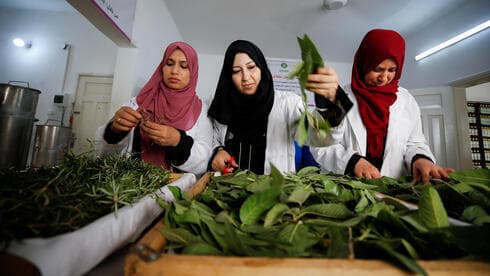 Mujeres palestinas recogen hojas de árboles en Gaza. 