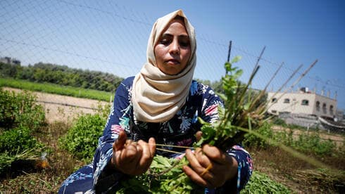 Una mujer palestina recolecta menta en la tierra de su familia, en la ciudad de Beit Lahiya, en el norte de Gaza. (Reuters ) Una mujer palestina recolecta menta en la tierra de su familia, en la ciudad de Beit Lahiya, en el norte de Gaza.