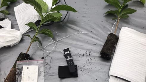 El sensor de Demetria junto a las plantas de café injertadas. 