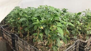 Plantines de café. 
