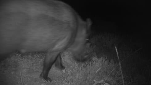 Jabalí. Las cámaras trampa toman la foto cuando detectan movimiento. 