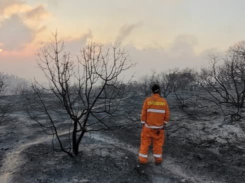 Daños causados por el incendio forestal cerca de Jerusalem. (Autoridad de Parques y Naturaleza de Israel) Daños causados por el incendio forestal cerca de Jerusalem.
