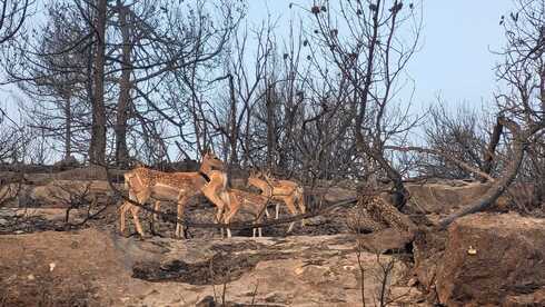 Ciervos deambulan por un área diezmada por el incendio en las montañas de Jerusalem. (Autoridad de Naturaleza y Parques de Israel) Ciervos deambulan por un área diezmada por el incendio en las montañas de Jerusalem.