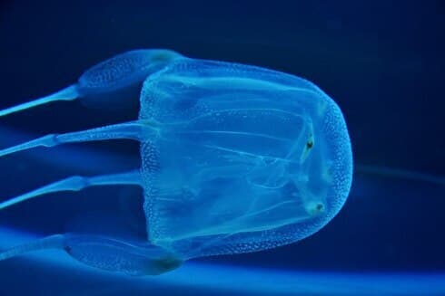 Medusa de caja o "avispa de mar", una de las criaturas mas venenosas del mundo. (Shutterstock) Medusa de caja o "avispa de mar", una de las criaturas mas venenosas del mundo.