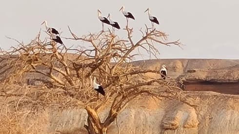 Las cigüeñas blancas descansan sobre un árbol en el desierto de Arava mientras se dirigen al sur de África. ( Consejo Regional de Arava Central ) Las cigüeñas blancas descansan sobre un árbol en el desierto de Arava mientras se dirigen al sur de África.