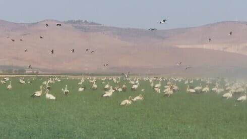 Las cigüeñas blancas disfrutan de la comida y el agua como el resto en los campos del norte de Israel antes de continuar hacia el sur durante el invierno. (Sociedad para la Protección de la Naturaleza ) Las cigüeñas blancas disfrutan de la comida y el agua como el resto en los campos del norte de Israel antes de continuar hacia el sur durante el invierno.