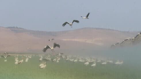 Las cigüeñas blancas aprovechan las corrientes de aire cálido para volar en su camino hacia el sur. (Sociedad para la Protección de la Naturaleza )) Las cigüeñas blancas aprovechan las corrientes de aire cálido para volar en su camino hacia el sur.