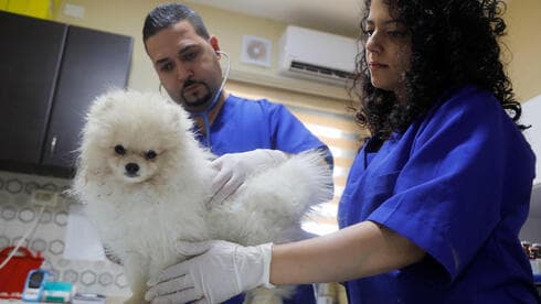 El veterinario palestino Ahmad Amad examina a un perro en la clínica veterinaria Royal Care, en la ciudad cisjordana de Nablus. (Reuters) El veterinario palestino Ahmad Amad examina a un perro en la clínica veterinaria Royal Care, en la ciudad cisjordana de Nablus.