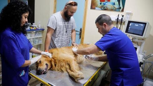 El veterinario Ahmad Amad realiza una ecografía a un perro en la clínica veterinaria Royal Care. (Reuters) El veterinario Ahmad Amad realiza una ecografía a un perro en la clínica veterinaria Royal Care.