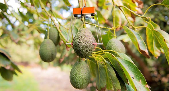 El sensor robótico de SupPlant, fijado a una planta de aguacate. 