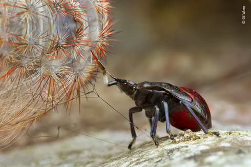 "Estación de reabastecimiento de insectos". (Gil Wizen/Wildlife Photographer of the Year) .