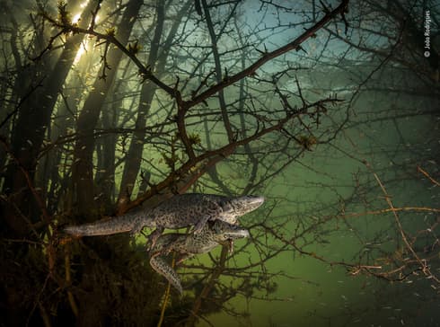 "Cuando los tritones gigantes se reproducen". (João Rodrigues/Wildlife Photographer of the Year) .