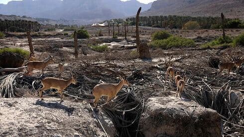 Íbices deambulan libremente cerca de la costa del Mar Muerto. 