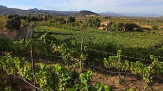 Una vista de la bodega Clos Mesorah Estate en 2018. 