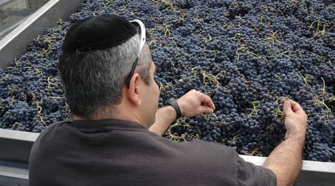 Un empleado judío trabaja en el viñedo de la bodega Celler de Capçanes en Monsant, España. (Cortesía de Celler de Capçanes) Un empleado judío trabaja en el viñedo de la bodega Celler de Capçanes en Monsant, España.