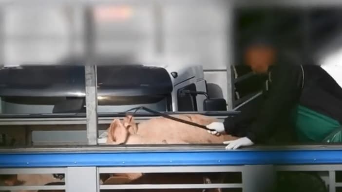 Un cerdo es maltratado antes de su sacrificio. 