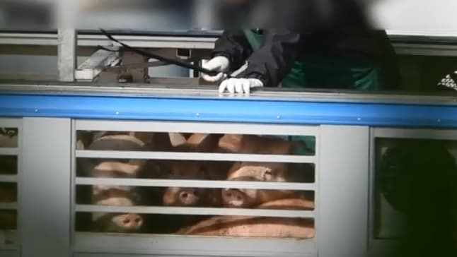 Cerdos en momentos que son maltratados. 