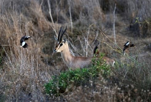 Una gacela de montaña rodeada de pájaros en el Valle de las Gacelas, una reserva natural urbana en el corazón de Jerusalem. (AFP) Una gacela de montaña rodeada de pájaros en el Valle de las Gacelas, una reserva natural urbana en el corazón de Jerusalem.