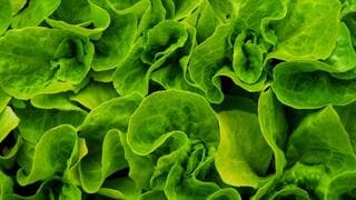 Lechuga Matilda Bibb que crece en el AgwaGarden.  