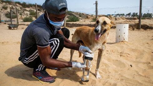 El fundador palestino de la Sociedad Sulala para el Cuidado de los Animales, Said al-Arr, coloca al perro amputado Billy una nueva prótesis hecha en cooperación con el municipio de Gaza. (AFP) El fundador palestino de la Sociedad Sulala para el Cuidado de los Animales, Said al-Arr, coloca al perro amputado Billy una nueva prótesis hecha en cooperación con el municipio de Gaza.