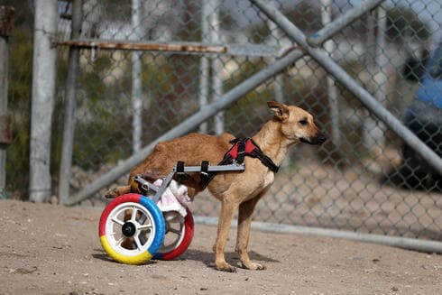 Un perro paralítico se entrena para caminar con una nueva silla de ruedas. 