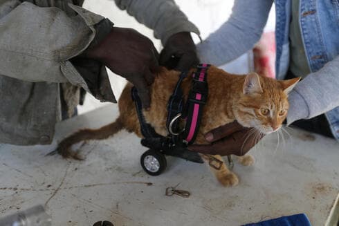 El ingeniero palestino Ismail Al-Aer y un herrero intentan colocar a un gato paralizado en una silla de ruedas en el centro de la Franja de Gaza. (AP) El ingeniero palestino Ismail Al-Aer y un herrero intentan colocar a un gato paralizado en una silla de ruedas en el centro de la Franja de Gaza.