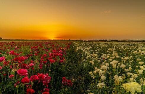 Otro campo de flores en la ciudad de Gan Yavne. 