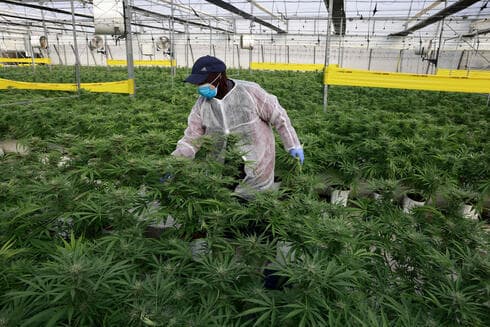 Invernadero de la empresa israelí BOL Pharma, que fabrica productos de cannabis medicinal. (AFP) Invernadero de la empresa israelí BOL Pharma, que fabrica productos de cannabis medicinal.