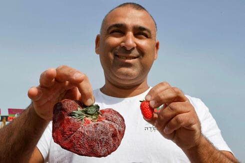 El agricultor israelí Tzachi Ariel exhibe el enorme fruto de su cosecha. 