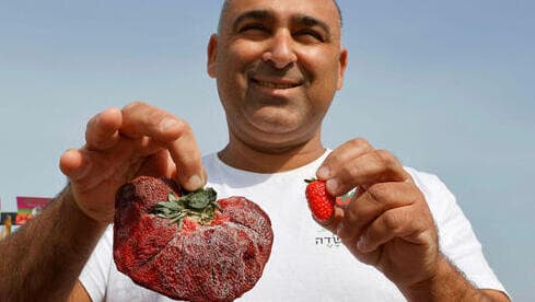 El agricultor israelí Tzachi Ariel exhibe el enorme fruto de su cosecha. 