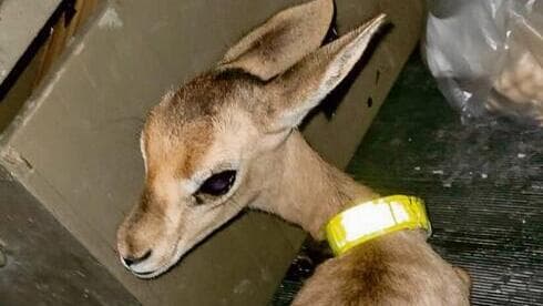 Un ciervo rescatado por las autoridades israelíes. 