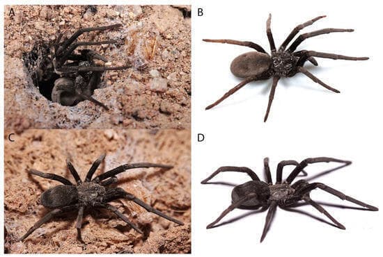 La nueva especie de araña. 