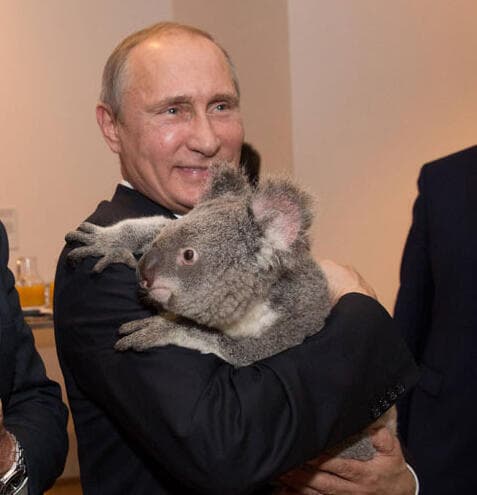 Putin ha sido fotografiado varias veces con animales. En este caso sostiene un koala. (Getty Images ) Putin ha sido fotografiado varias veces con animales. En este caso sostiene un koala.