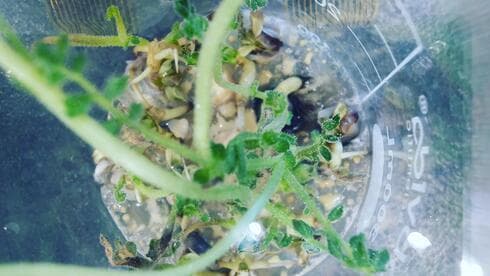 El garbanzo de humus germinado. 