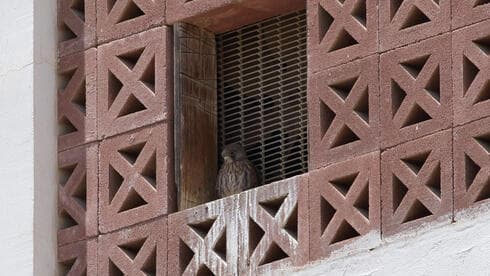 Ejemplar del pequeño halcón en Be'er Sheva. 