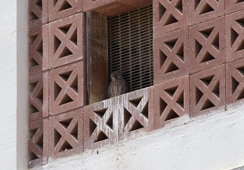 Ejemplar del pequeño halcón en Be'er Sheva. 