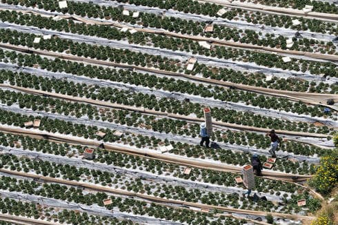 Frutillas Drom HaSharon