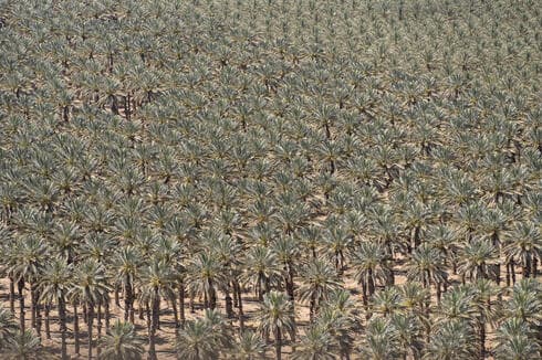 Palmeras Arava