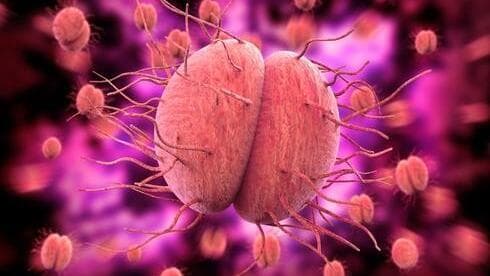 La bacteria Neisseria gonorrhoeae.