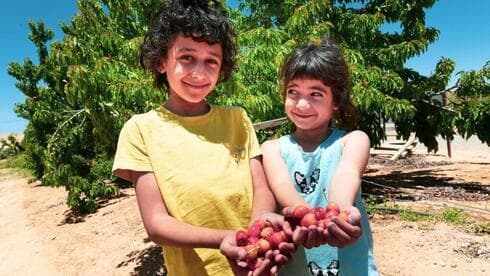 Las cerezas cultivadas en el Negev. 