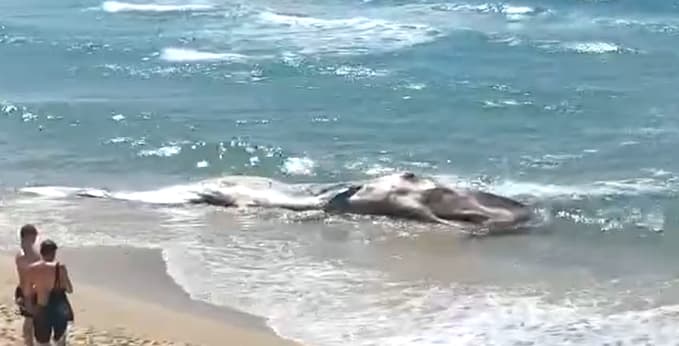 El cachalote fue arrastrado por la marea hasta la costa de Tel Aviv. 