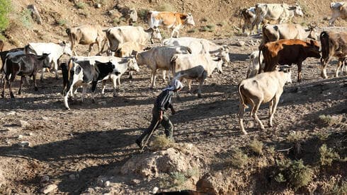 Un palestino camina entre sus vacas en Khirbet Ain El-Hilweh, en el norte del Valle del Jordán. (Reuters) Un palestino camina entre sus vacas en Khirbet Ain El-Hilweh, en el norte del Valle del Jordán.