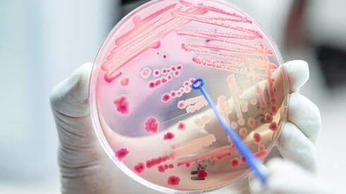Ilustración de cómo se ven las bacterias. 