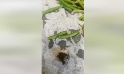 El ratón encontrado en un paquete de frijoles congelados. 