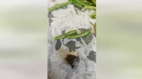 El ratón encontrado en un paquete de frijoles congelados. 