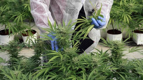 Invernadero de la empresa israelí B.O.L Pharma, que fabrica productos de cannabis medicinal (Foto AFP) Invernadero de la empresa israelí B.O.L Pharma, que fabrica productos de cannabis medicinal