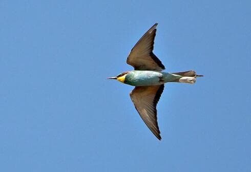 Abejaruco europeo