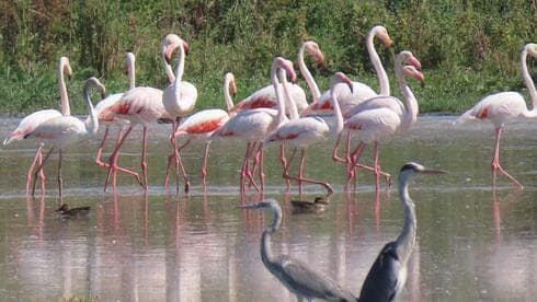 Flamencos en la Reserva Natural de Hula. (Sarit Sarit Palazzi Miara, Autoridad de Naturaleza y Parques) Flamencos en la Reserva Natural de Hula.