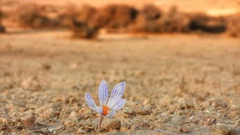 Crocus damasceno en Borot Lotz. 