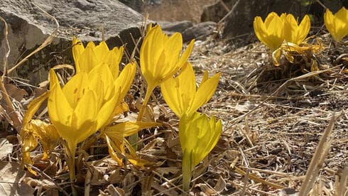 Sternbergias en la cresta de Bashanit. 